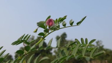 Nohut çiçeği. Nohut civcivi ya da bezelye, Fabaceae familyasının yıllık adıdır. Diğer isimleri ise gram, Bengal gram, garbanzo, garbanzo fasulyesi ve Mısır bezelyesi. Gram çiçeği. Pembe çiçek. 