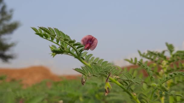 Nohut Çiçeği Nohut Civcivi Bezelye Fabaceae Familyasının Yıllık Adıdır Diğer — Stok video