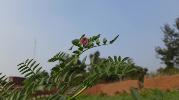 ひよこ豆の植物の花 ヒヨコマメ科ヒヨコマメ属の年間マメ科です 別名のグラム ベンガル グラム ガルバンゾ ガルバンゾ ビーン エジプト エンドウ — ストック動画
