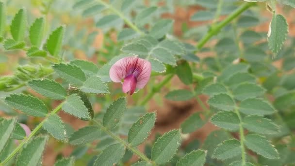 Fiore Ceci Chickpeaorchick Pea Annuale Della Famiglia Fabaceae Suoi Altri — Video Stock