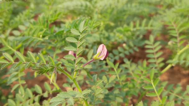 Bunga Tanaman Chickpea Chickpeaorchick Pea Adalah Anannualegumedarifamilyfabaceae Nama Lainnya Gram — Stok Video