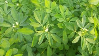 Tarlada çiçekleri olan bir Çemen bitkisi. Taze Yeşil FenuGreek Yaprakları. Yeşil arka plan. En popüler sebze ve sebzedir. Yapraklı sebzeler. Tohumları ve yaprakları Hint yemeklerinde kullanılır..