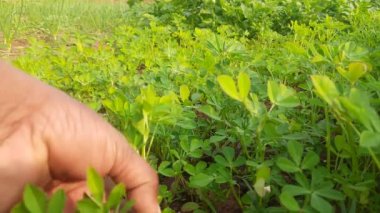 Tarlada çiçekleri olan bir Çemen bitkisi. Taze Yeşil FenuGreek Yaprakları. Yeşil arka plan. En popüler sebze ve sebzedir. Yapraklı sebzeler. Tohumları ve yaprakları Hint yemeklerinde kullanılır..
