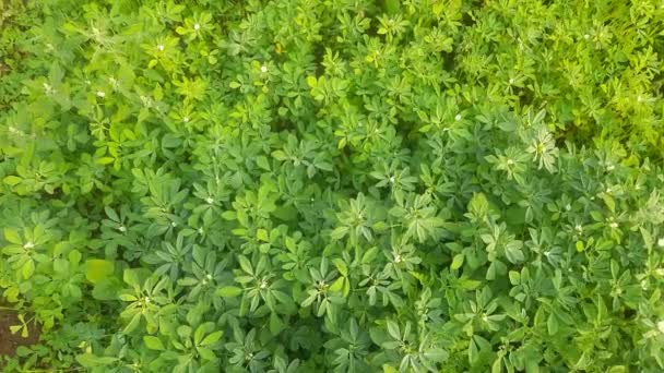 Φυτό Τριγωνέλλας Λουλούδια Στο Χωράφι Φρέσκα Φύλλα Πράσινου Τριανταφυλλιού Πράσινο — Αρχείο Βίντεο