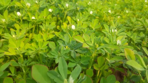 Planta Alholva Con Flores Campo Hojas Alholva Verde Fresca Fondo — Vídeos de Stock