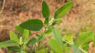 Chenopodium albüm bitkileri. Chenopodium cinsi içinde hızla büyüyen bir ottur. Kuzu konutları, eritme, kaz ayağı, yabani spinachand-hen. Çok popüler bir sebzedir..