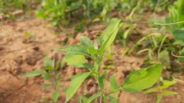 Chenopodium albüm bitkileri. Chenopodium cinsi içinde hızla büyüyen bir ottur. Kuzu konutları, eritme, kaz ayağı, yabani spinachand-hen. Çok popüler bir sebzedir..