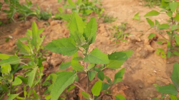Plantas Chenopodium Álbum Una Planta Anual Rápido Crecimientoplanta Género Chenopodium — Vídeo de stock