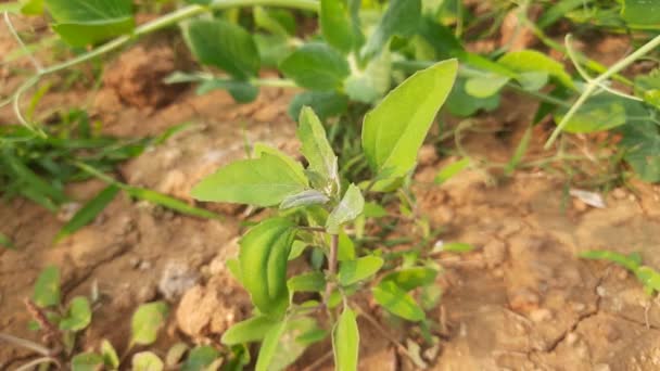 Φυτά Άλμπουμ Chenopodium Είναι Ένα Ταχέως Αναπτυσσόμενο Ζιζανιοκτόνο Φυτό Στο — Αρχείο Βίντεο