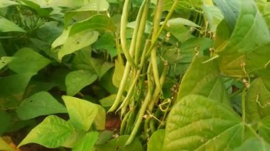 Bitkide Fransız fasulyesi. Taze fasulye diğer adı haricot vert tring fasülye. İçinde bir sürü vitamin var. Tüm dünyada en popüler sebzedir. Sebze bahçesinde fasulye.