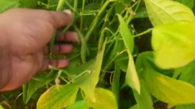 Bitkide Fransız fasulyesi. Taze fasulye diğer adı haricot vert tring fasülye. İçinde bir sürü vitamin var. Tüm dünyada en popüler sebzedir. Sebze bahçesinde fasulye.