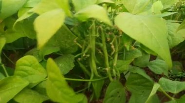 Bitkide Fransız fasulyesi. Taze fasulye diğer adı haricot vert tring fasülye. İçinde bir sürü vitamin var. Tüm dünyada en popüler sebzedir. Sebze bahçesinde fasulye.