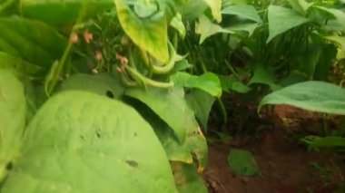 Bitkide Fransız fasulyesi. Taze fasulye diğer adı haricot vert tring fasülye. İçinde bir sürü vitamin var. Tüm dünyada en popüler sebzedir. Sebze bahçesinde fasulye.