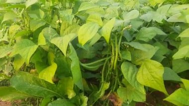 Bitkide Fransız fasulyesi. Taze fasulye diğer adı haricot vert tring fasülye. İçinde bir sürü vitamin var. Tüm dünyada en popüler sebzedir. Sebze bahçesinde fasulye.