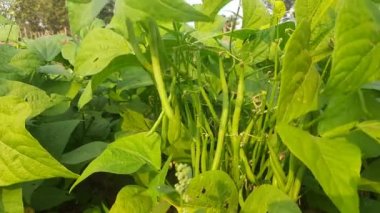 Bitkide Fransız fasulyesi. Taze fasulye diğer adı haricot vert tring fasülye. İçinde bir sürü vitamin var. Tüm dünyada en popüler sebzedir. Sebze bahçesinde fasulye.