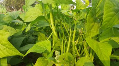 Bitkide Fransız fasulyesi. Taze fasulye diğer adı haricot vert tring fasülye. İçinde bir sürü vitamin var. Tüm dünyada en popüler sebzedir. Sebze bahçesinde fasulye.