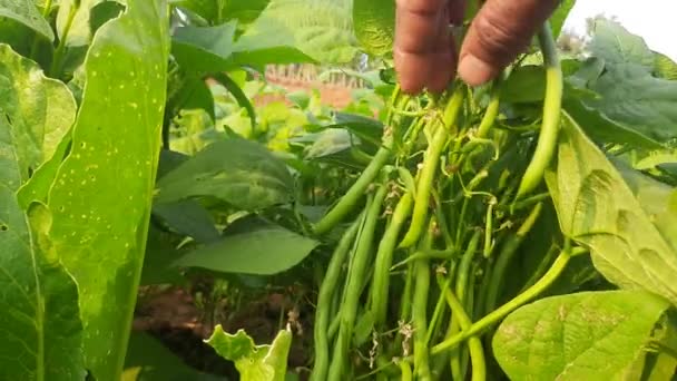 Francouzské Fazole Rostlině Zelené Fazole Jiné Jméno Haricot Vert Tring — Stock video