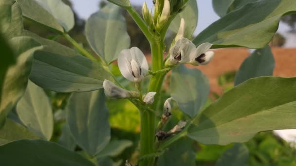 Vicia Faba Sebze Bahçesinde Çiçek Yetiştiriyor Diğer Adı Fasulye Fava — Stok video