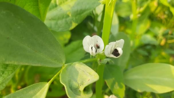 Vicia Faba Sebze Bahçesinde Çiçek Yetiştiriyor Diğer Adı Fasulye Fava — Stok video