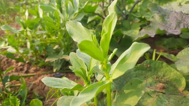 Vicia Faba Planta Horta Seu Outro Feijão Namesbroad Fava Bean — Vídeo de Stock