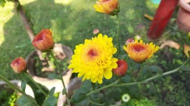 Sonbahar bahçesinde kasımpatı çiçekleri. Kasımpatı çiçekleri açıyor. Kasımpatılar bazen mumya krizleri olarak adlandırılır, ailede kasımpatı türünün bitkileri çiçek açar..