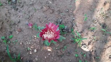 Sonbahar bahçesinde kasımpatı çiçekleri. Kasımpatı çiçekleri açıyor. Kasımpatılar bazen mumya krizleri olarak adlandırılır, ailede kasımpatı türünün bitkileri çiçek açar..