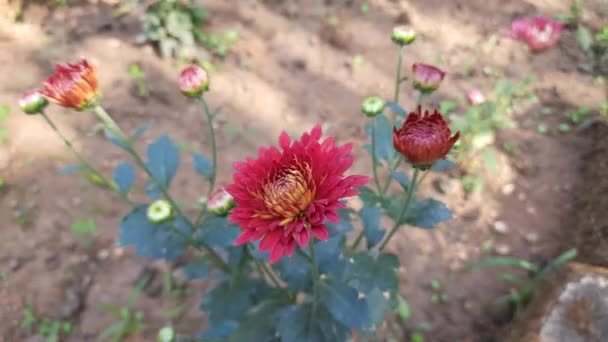 Krizantém Virágok Őszi Kertben Egy Krizantém Virágzása Krizantém Amit Néha — Stock videók