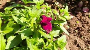 Beautiful petunia flower. plant petunia flower with blooming Colorful petals. A delicate flower Petunia. Its other names  Petunia hybrid ,atkinsiana, Solanaceae,  Petunioideae.