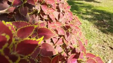 Bahçedeki Coleus bitkisi. Coleusis, yıllık veya uzun ömürlü bir bitki ya da çalılık cinsidir. Lamiaceae familyasından çiçek açan bir bitki türü. Geleneksel bitkiler.