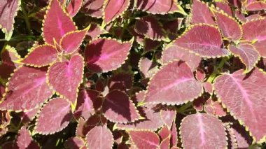 Bahçedeki Coleus bitkisi. Coleusis, yıllık veya uzun ömürlü bir bitki ya da çalılık cinsidir. Lamiaceae familyasından çiçek açan bir bitki türü. Geleneksel bitkiler.