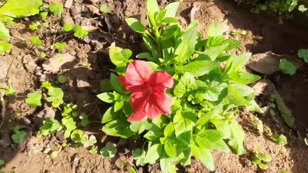 Όμορφο Λουλούδι Της Πετούνιας Φυτό Πετόνια Λουλούδι Ανθισμένα Πολύχρωμα Πέταλα — Αρχείο Βίντεο