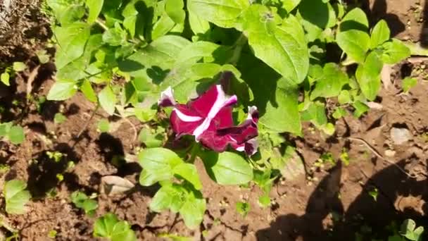 Beautiful Petunia Flower Plant Petunia Flower Blooming Colorful Petals Delicate — Stock video