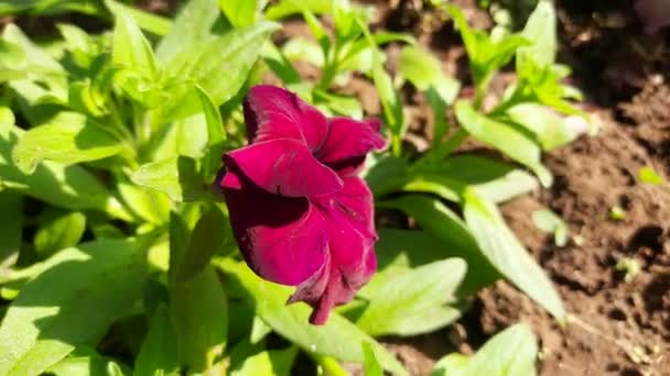 Bunga Bunga Petunia Yang Indah Tanaman Bunga Petunia Dengan Kelopak — Stok Video