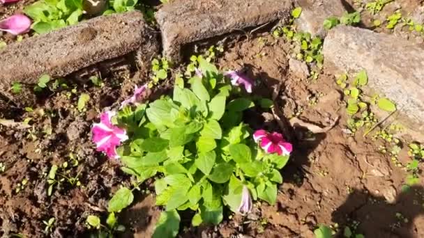 Beautiful Petunia Flower Plant Petunia Flower Blooming Colorful Petals Delicate — Stock video