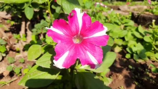 Beautiful Petunia Flower Plant Petunia Flower Blooming Colorful Petals Delicate — 비디오