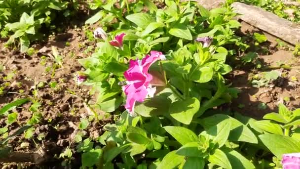 Beautiful Petunia Flower Plant Petunia Flower Blooming Colorful Petals Delicate — Vídeo de Stock