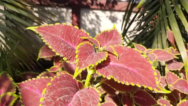 Rostlina Coleus Zahradě Coleus Rod Jednoletých Nebo Trvalých Bylin Nebo — Stock video