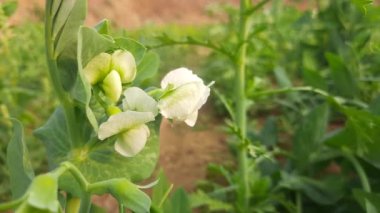 Sebze bahçesinde bezelye çiçeği. Peais küçük küresel sedef Podfruit pisum sativum 'un tohum kapsülü. Her bir kabuk yeşil ya da sarı olabilecek birkaç bezelye içerir. Sebze çiçeği.. 