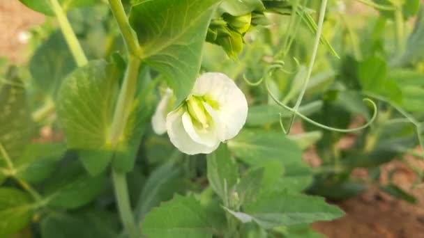 Sebze Bahçesinde Bezelye Çiçeği Peais Küçük Küresel Sedef Podfruit Pisum — Stok video