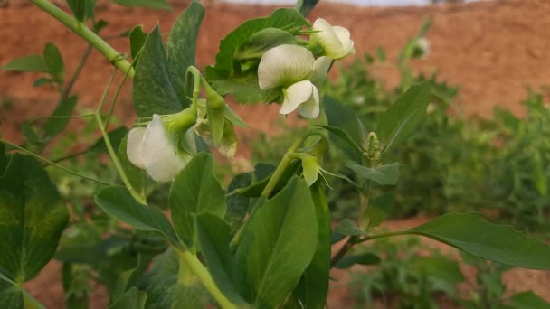 Sebze Bahçesinde Bezelye Çiçeği Peais Küçük Küresel Sedef Podfruit Pisum — Stok video