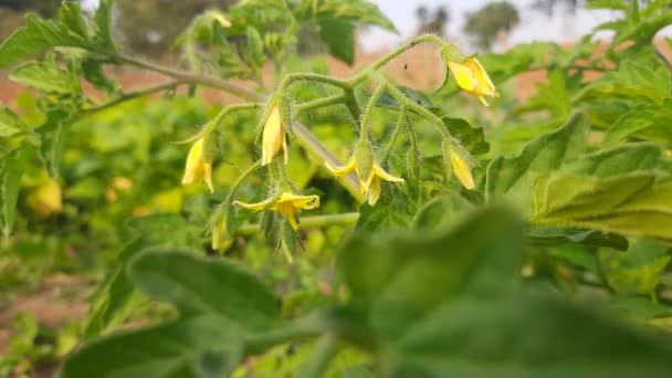 Young Tomato Plants Flowering Stage Tomato Flowers Plants Green Agriculture — Stockvideo