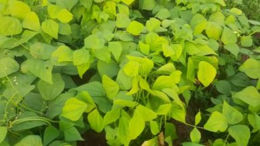 Bahçede bir yeşil fasulye bitkisi. Yeşil fasulye bitkileri. Sebze bitkisi. Fasulye yetiştiriciliği.