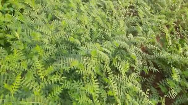 Kikkererwtenplant Moestuin Deze Plant Behoort Tot Fabaceae Familie Verschillende Soorten — Stockvideo