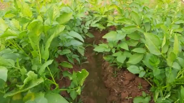 Sebze Bahçesinde Patates Solanum Tüberozum Bitkisinin Nişastası Genç Patates Bitkisinin — Stok video
