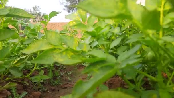 Sebze Bahçesinde Patates Solanum Tüberozum Bitkisinin Nişastası Genç Patates Bitkisinin — Stok video