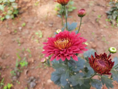 Chrysanthemums flower in autumn garden. Blossoming a chrysanthemums. Chrysanthemumssometimes calledmumsorchrysanths, areflowering plantsof thegenusChrysanthemumin thefamily. 