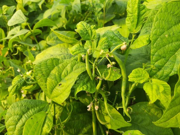French beans in plant. Green beans other name haricot vert  tring beans. Its have many vitamins found in it.  It is most  popular vegetable of all over world. Beans in vegetable garden.