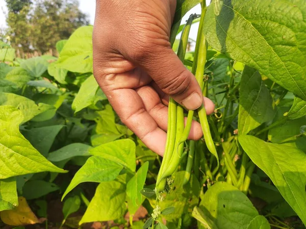 French beans in plant. Green beans other name haricot vert  tring beans. Its have many vitamins found in it.  It is most  popular vegetable of all over world. Beans in vegetable garden.