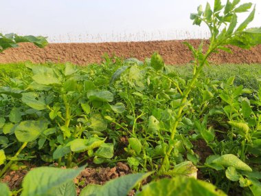 Sebze bahçesinde patates. Solanum tüberozum bitkisinin nişastası. Genç patates bitkisinin yeşil sağlıklı yaprakları. Epitotatois Amerika 'nın bitki örtüsüdür..
