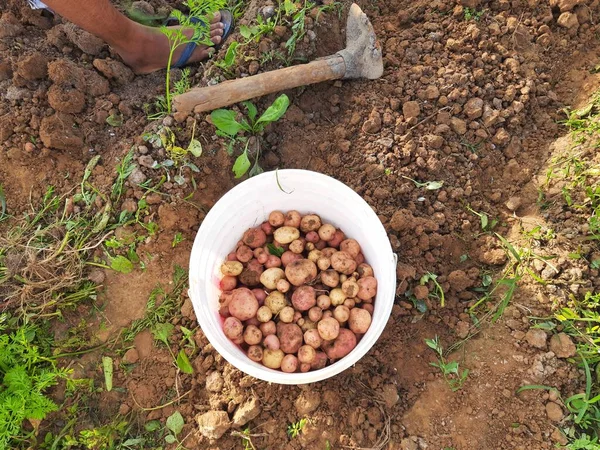 Potatoes harvesting. This a most popular vegetable in all over world. Thepotatois astarchyfood. It atuberof theplantSolanum tuberosumand is aroot vegetable.